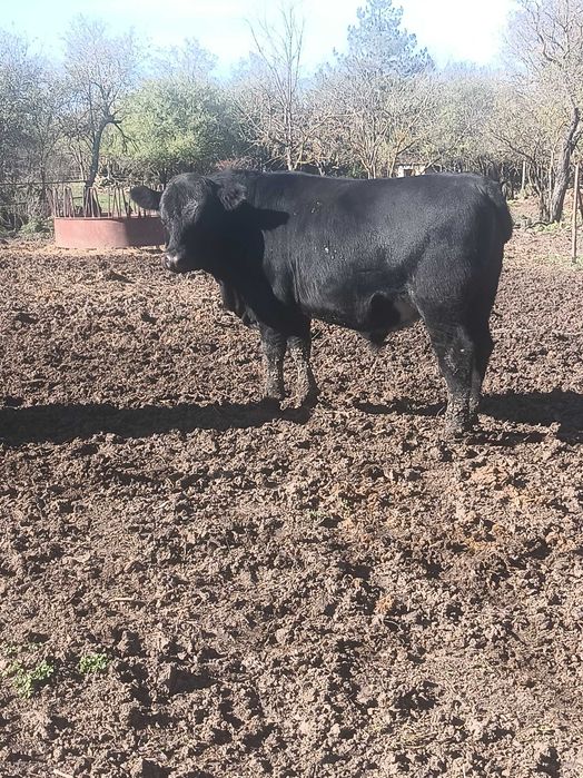 Мъжки телета месодайни