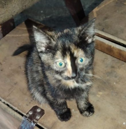 Отдам бесплатно!!!