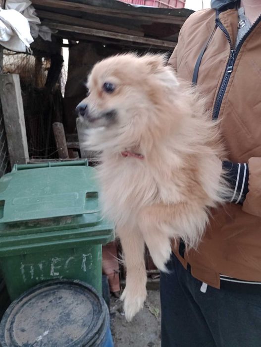 Пумеран- немски шпиц