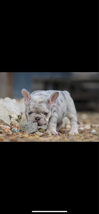 Bulldog francez merle