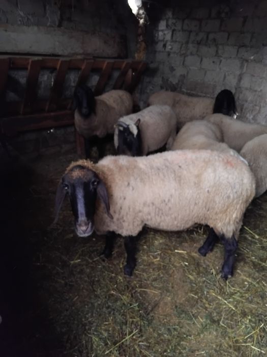 Oi carabase și berbec