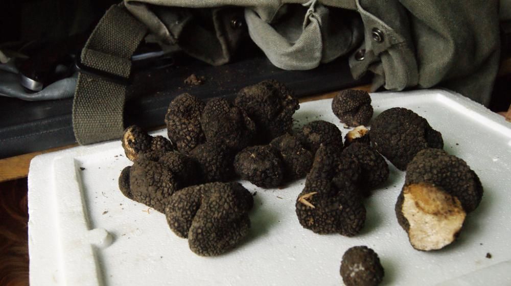 Trufe negre. proaspete,