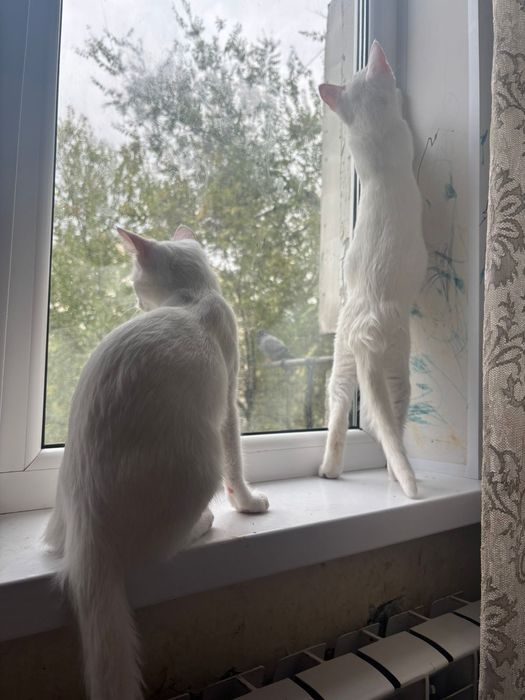 Белые котята  ищут дом
