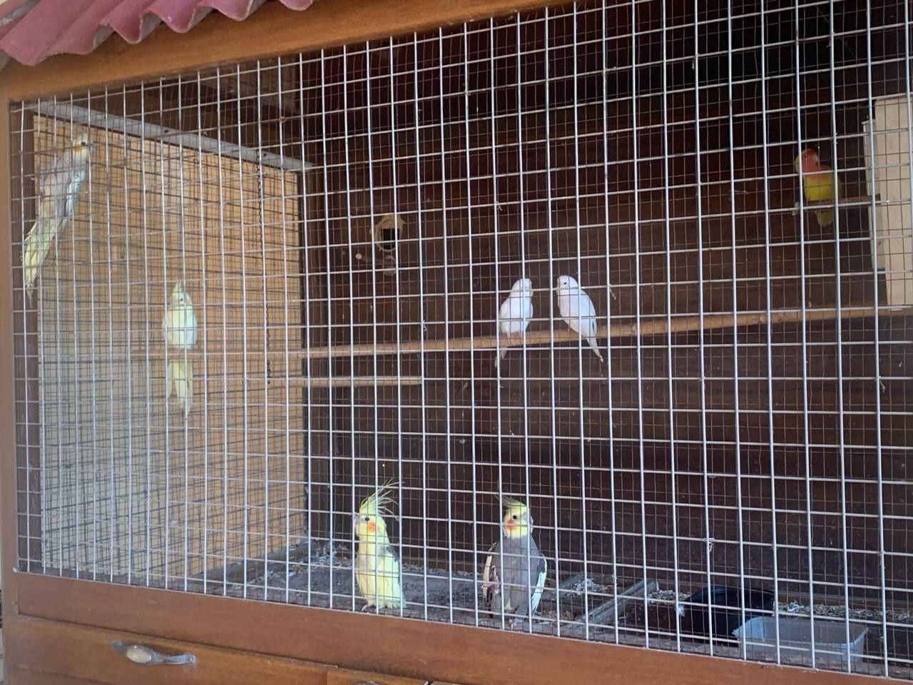 Qaffas zamonaviy