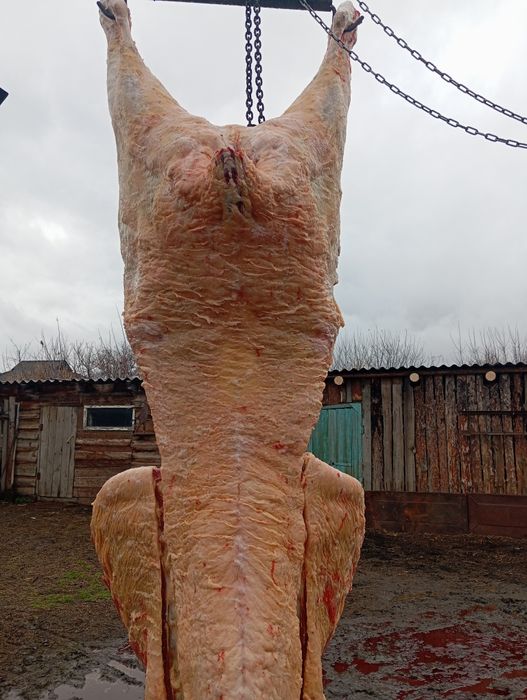 Прода мясо жиликтеп аяктап корова 4 летка Доставка