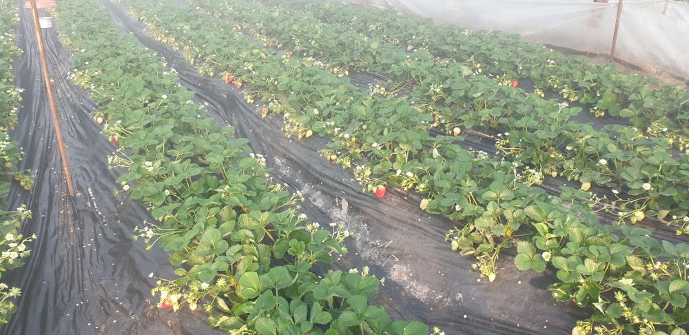 Koreyskiy Kinsberri shirin qulupnay(клубника)