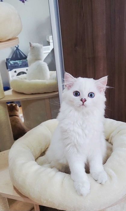 British longhair pedigree baiat superb, cu ochii albastri