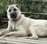 Catea Kangal 7 luni