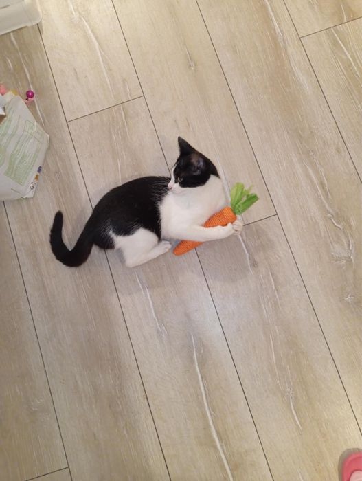 Pisicuta superba cauta famiie