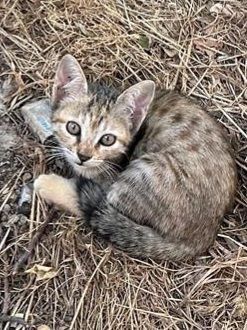 Котята даром в добрые руки