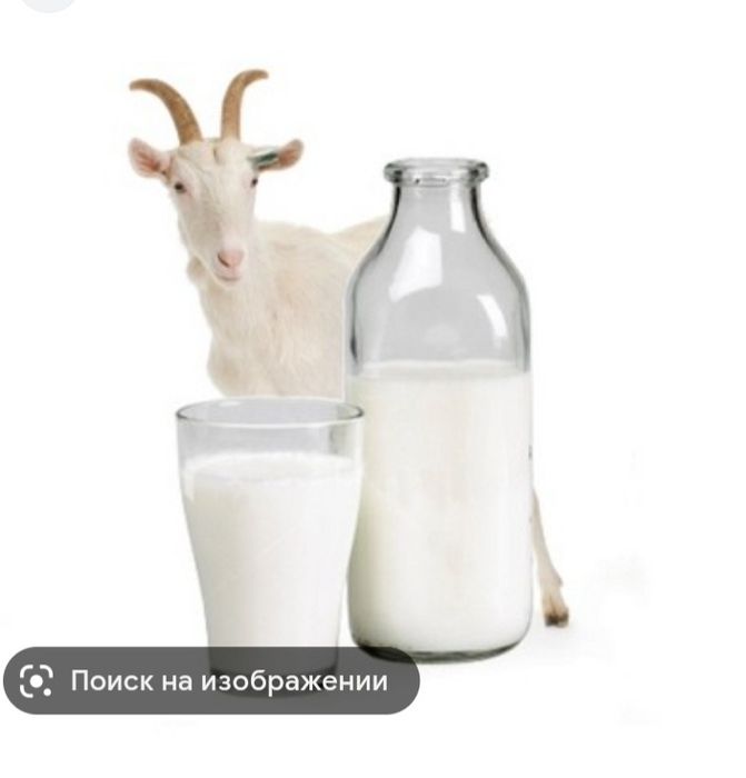 Козье молоко и кефир и курт домашнее