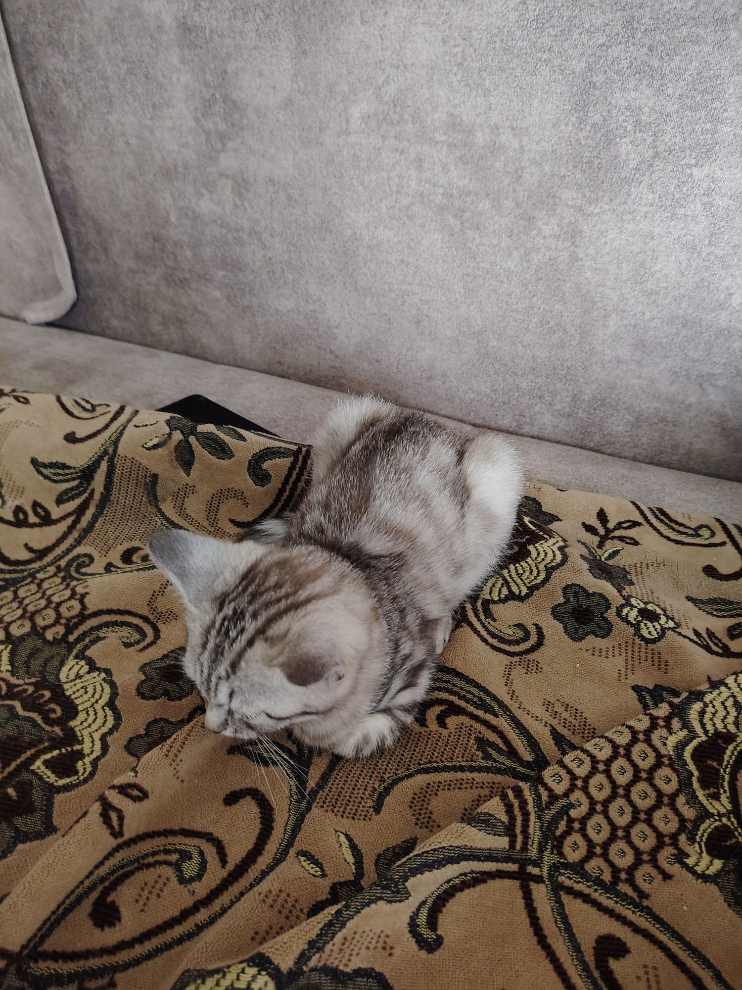 Отдам котенка бесплатно