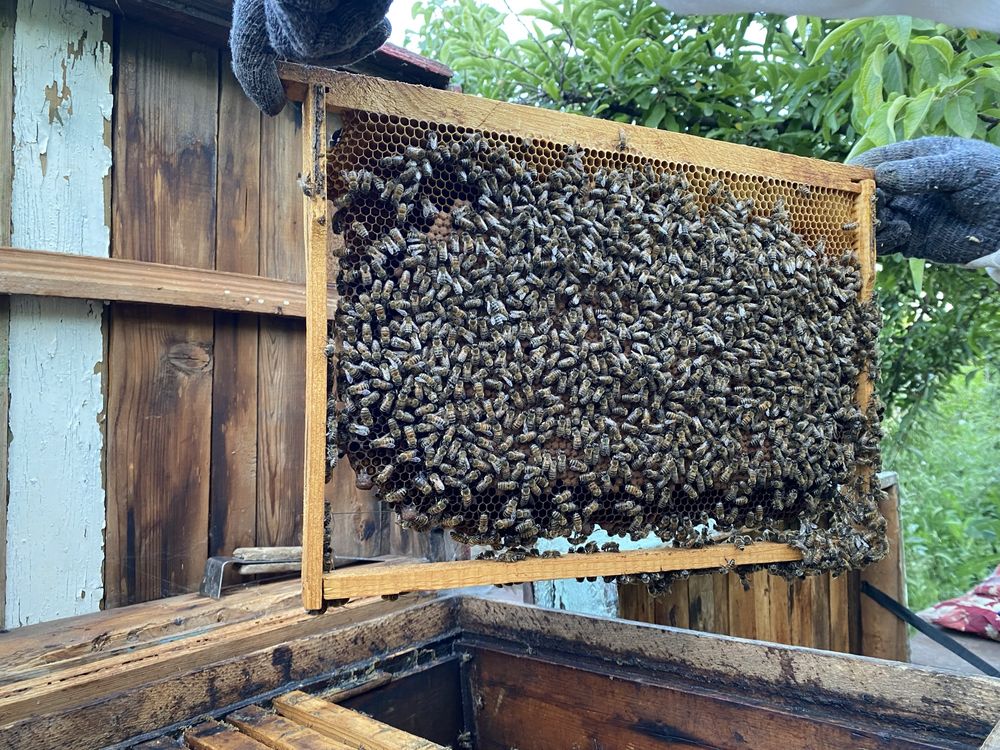 Продается осы с медом внутри, полный комплект с недогонкой