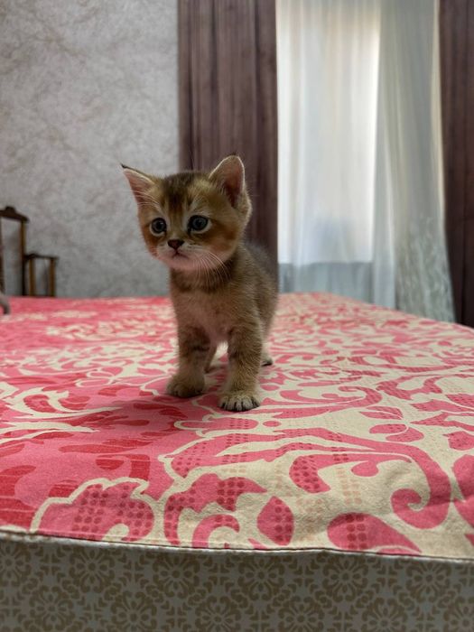 Продаются котята. Порода Шиншилла