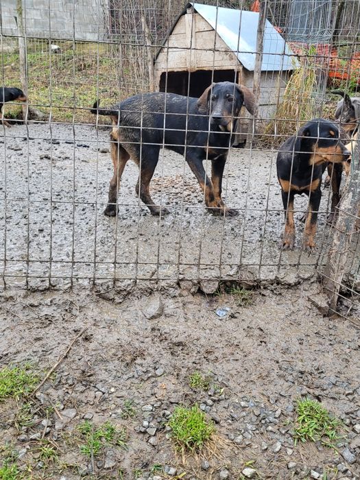 Câini de vânătoare