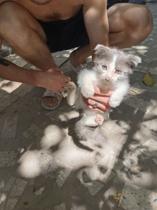 Отдаём котёнков в хорошие руки