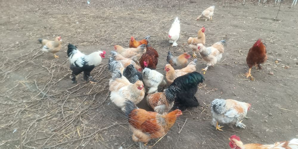 Cocosi luna Aprilie diferite rase si dimensiuni