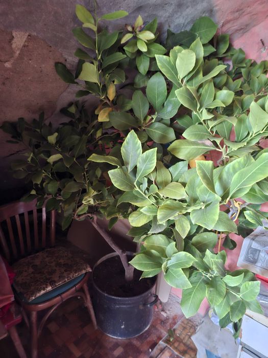 Дърво от лимончета