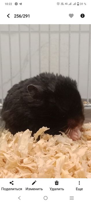 Срочно продаются 2 сирийских хомяков