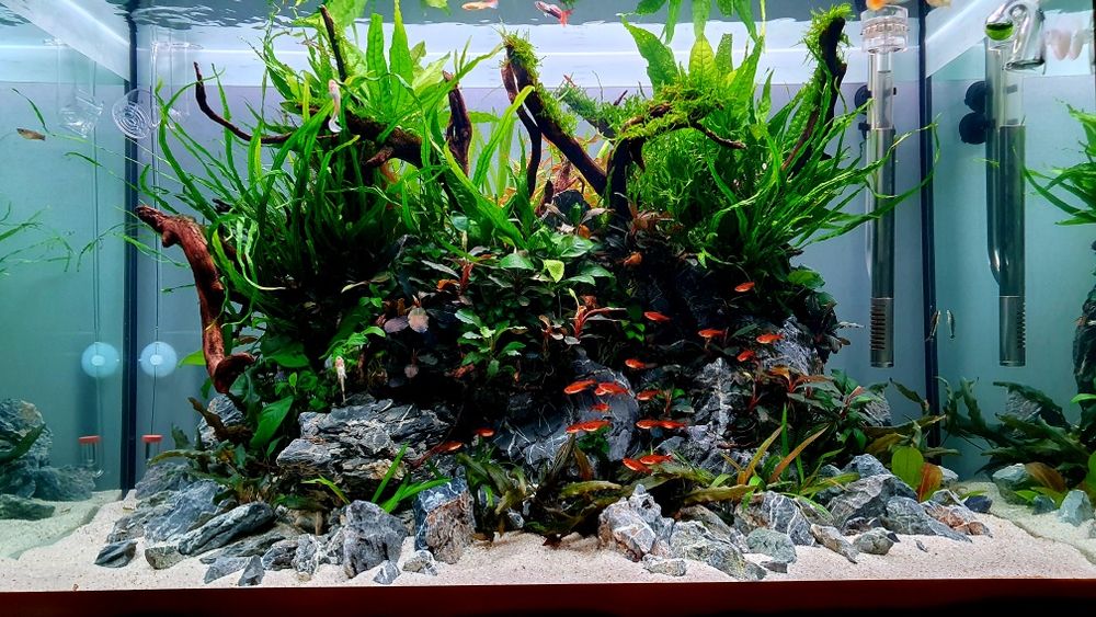 Amenajări Acvarii Personalizate și Mentenanță Profesională DAD