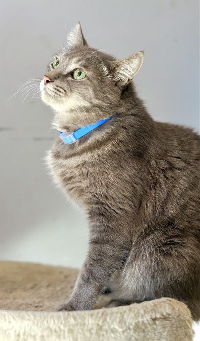 Кастрированный брутальный крупный кот Вася с доставкой