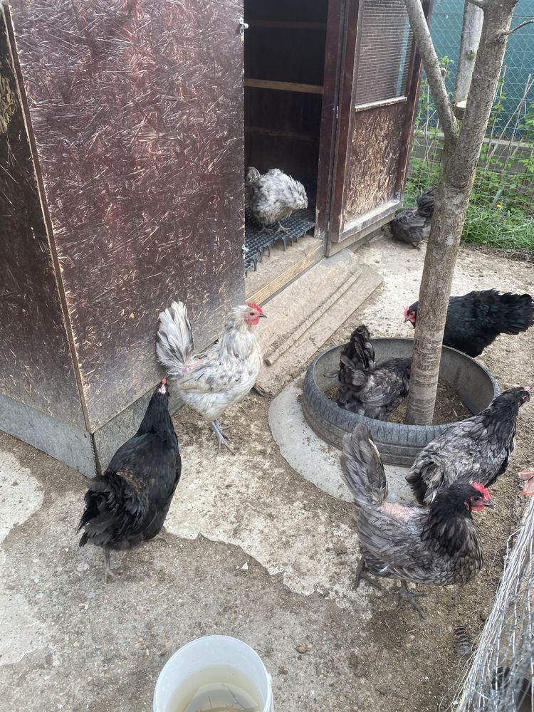 Gaini si cocosi australorp plymouth araucana
