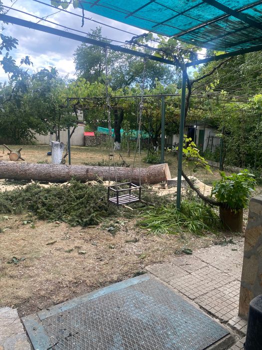 Реже ,кастри опасни дървета !!!