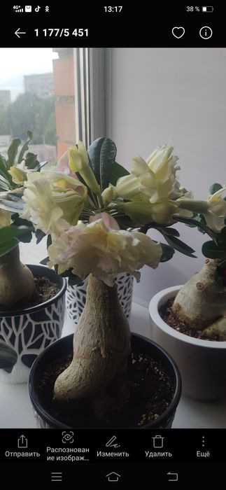 Адениумы сортовые