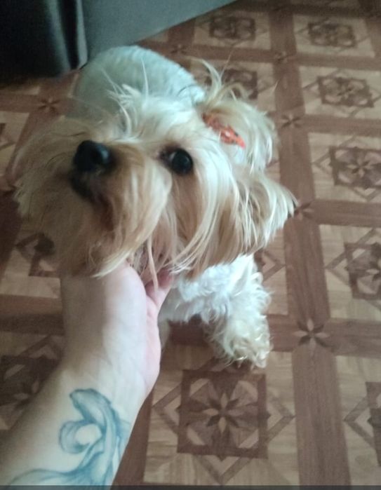 Продам собачку , ершидский терьер. 3 года . Все прививки имеются