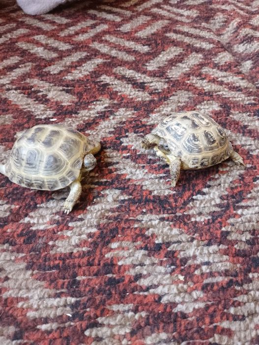 Sogʻlom va parvarishlangan toshbaqa sotiladi