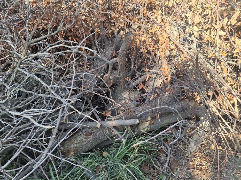 Продаётся большое количество дрова