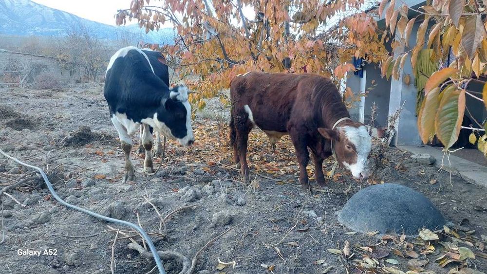 Novvos  Сментал ва галиштен сотилади