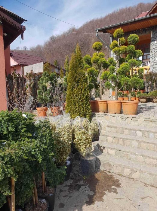 Plante Decorative Tuia