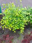 Plante ornamentale