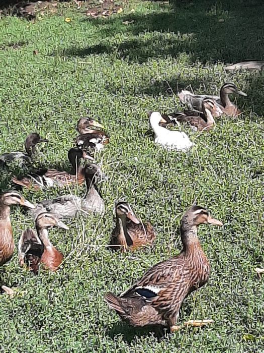 Vand rata indiana alergatoare