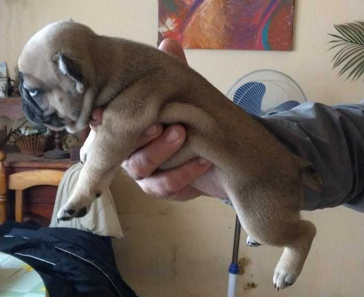 Френски булдог/малки кученца