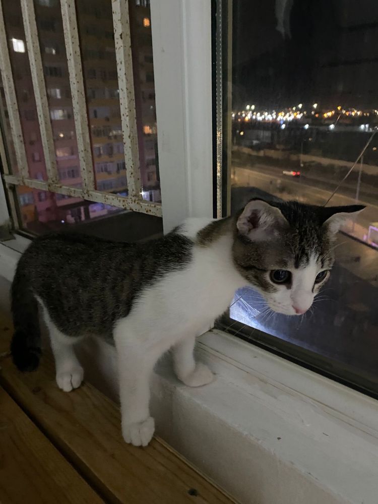 Кот, отдадим в добрые руки