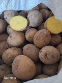 Семенной картофель Ривьера семена из Алтая