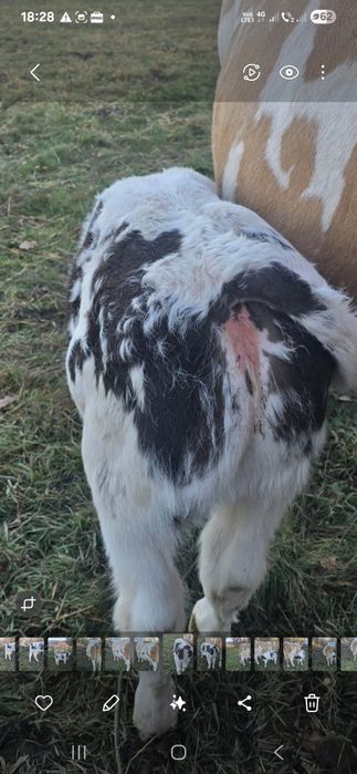 Vand vaca cu vitel buna de lapte