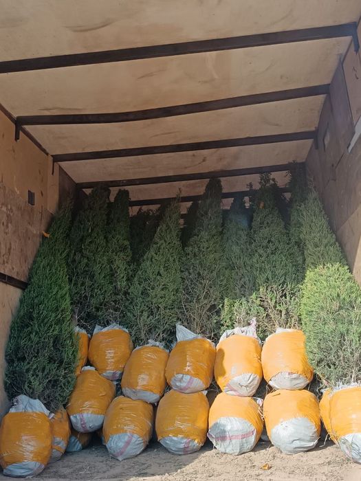 archa va dekrativni kuchatlar