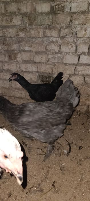 Жу́жа хуроз-товук сотилади