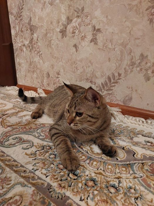 Кошки  5  месяцев , отдадим даром