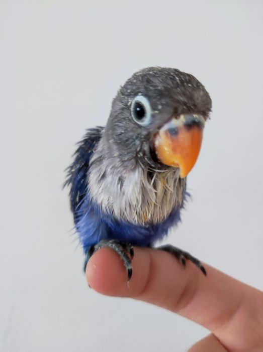 Nerazluchnik ruchnoy sotiladi