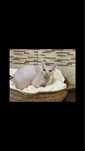 donatie pisica sphynx