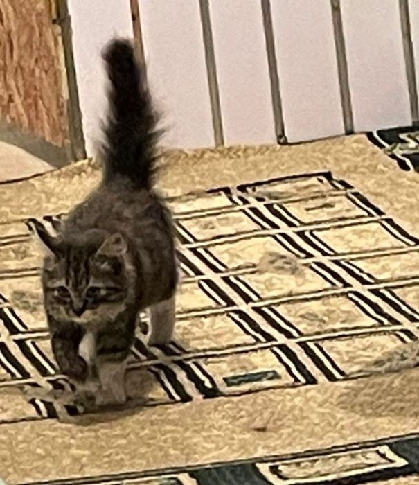 Котенок Пушистик в Дар !