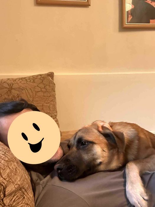 Страхотен Шарено-Очко търси Дом