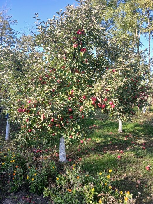 Vând mere diverse soiuri