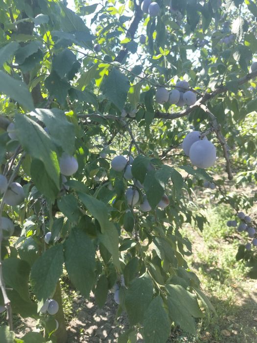Prune anaspet , Olt