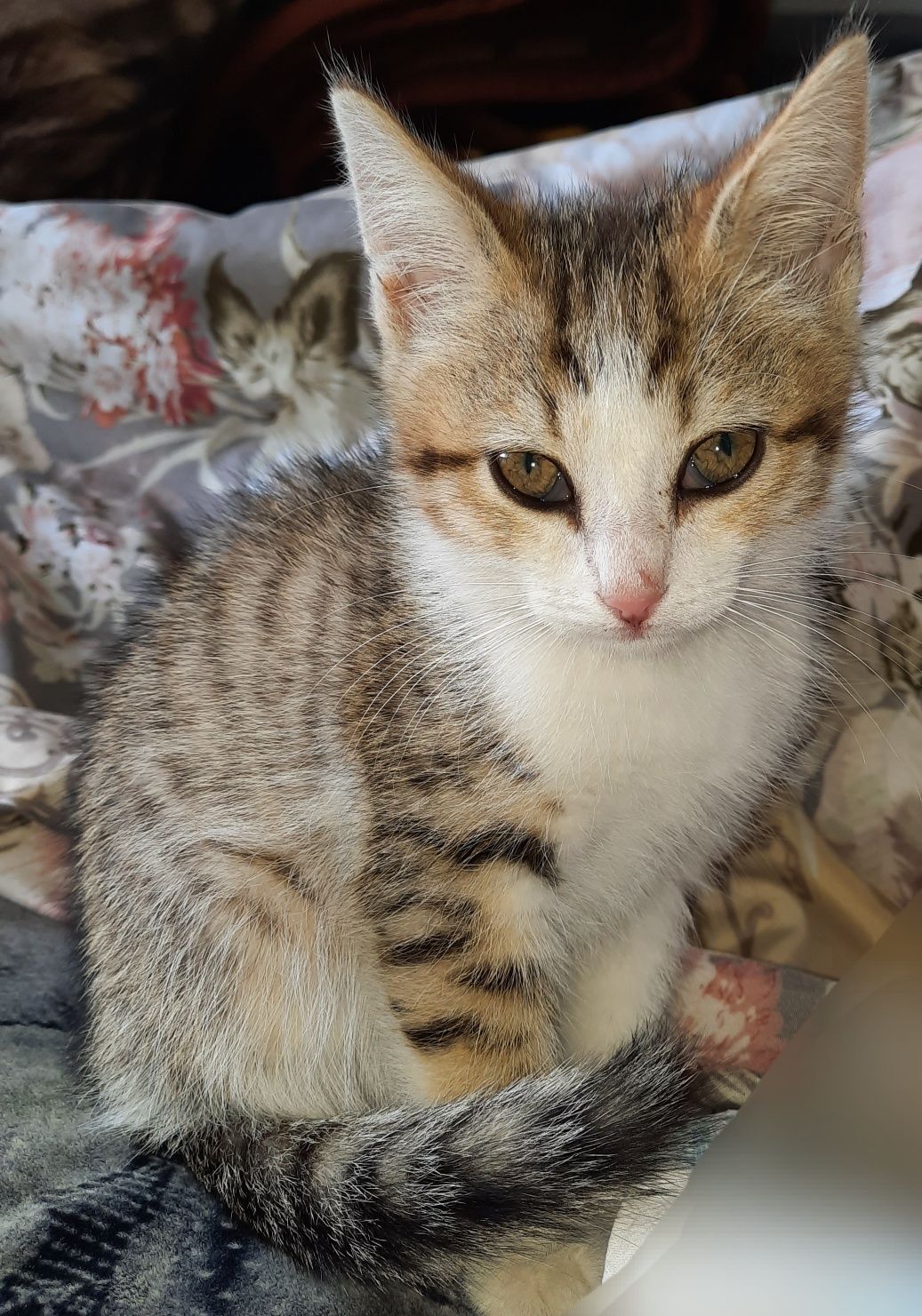 Котенок ищет дом!!!