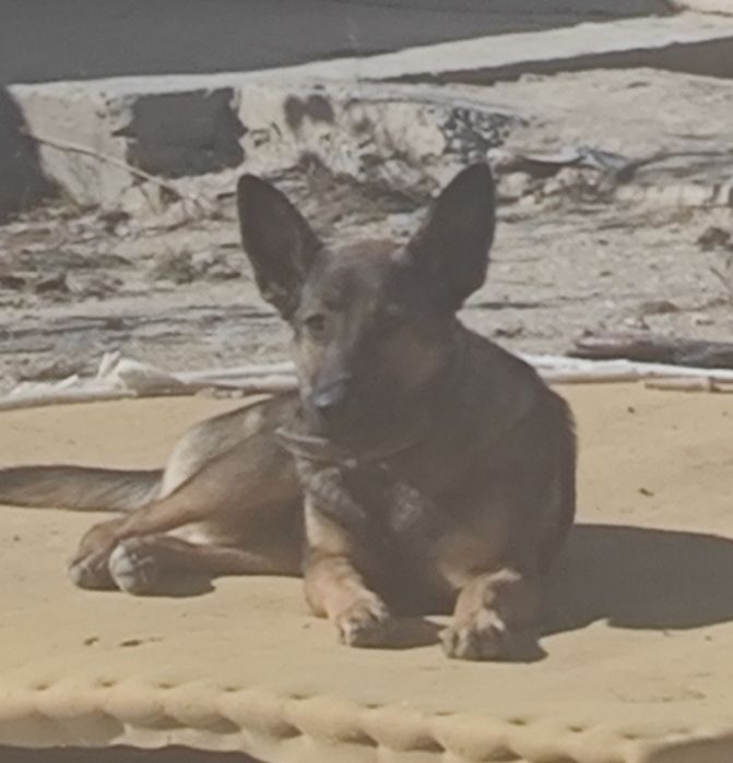 Бельгийская собака